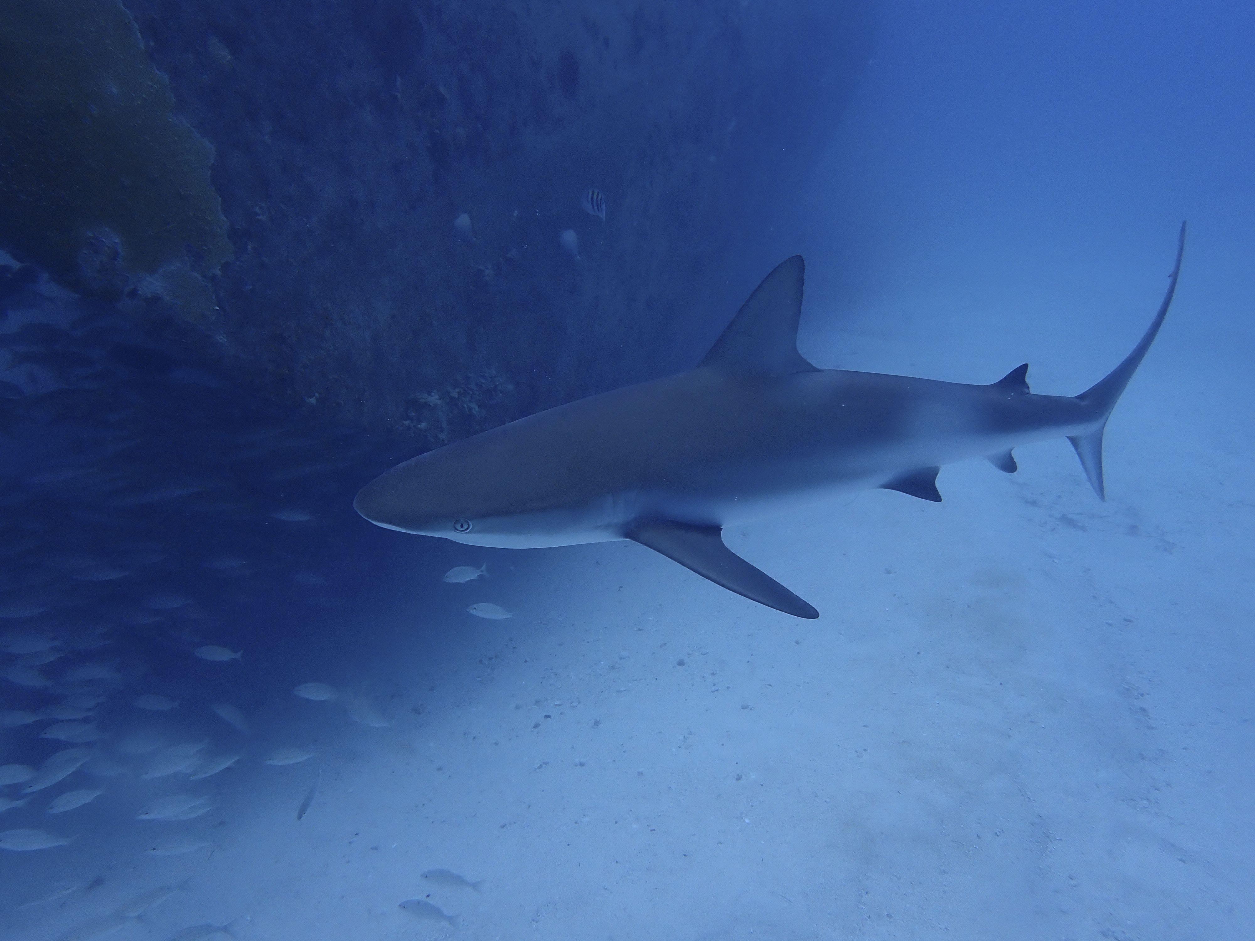 PLONGER AVEC LES REQUINS À SAINTMARTIN