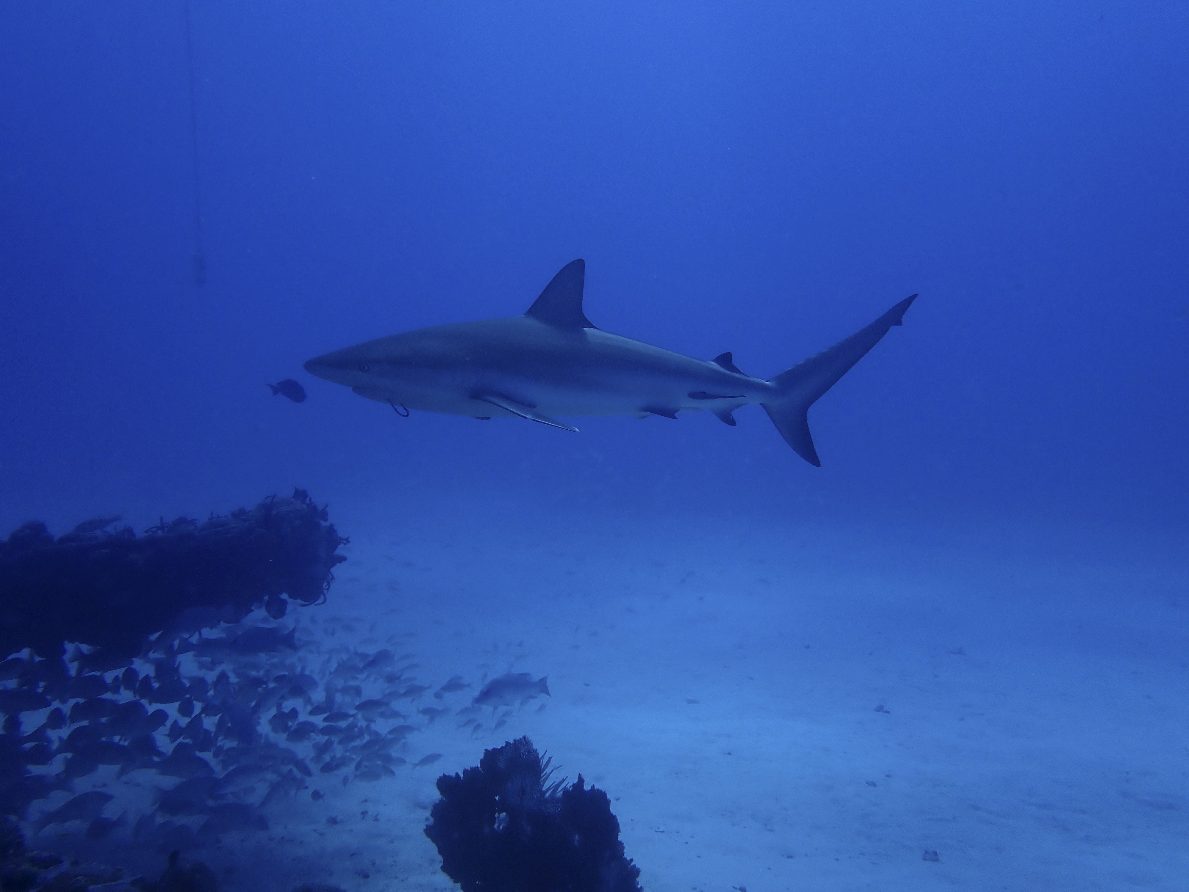 PLONGER AVEC LES REQUINS À SAINTMARTIN